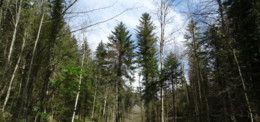 Ressource Holzenergie richtig nutzen